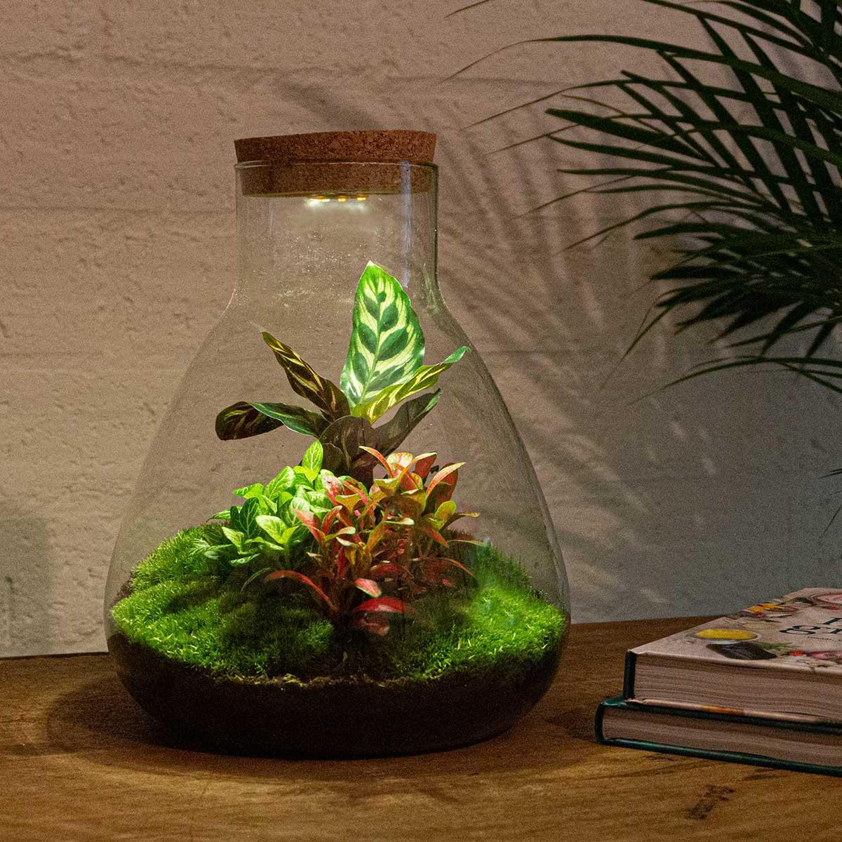 DHZ-terrarium - Sam Calathea met licht - ↕ 30 cm - Hark + Schop