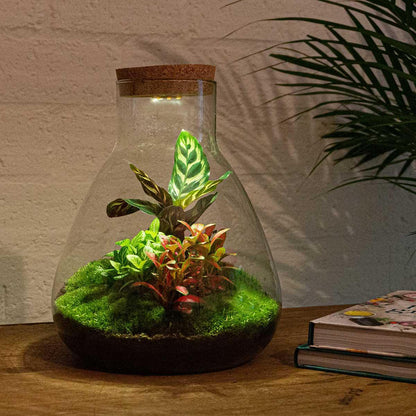 DHZ-terrarium - Sam Calathea met licht - ↕ 30 cm - Hark + Schop