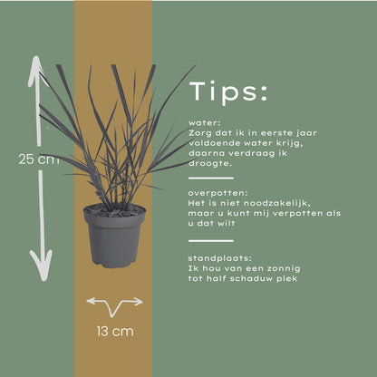 3x Panicum virgatum ‘Rotstrahlbusch’ – Siergras met warme herfstkleuren | Potmaat 12 cm | productafbeelding 7