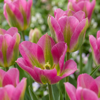 24x Tulipa Strawberry Lemonade - Tulp Aardbeienlimonade - Diversen - Voorjaarsbloeier - Bolmaat 11/12 | productafbeelding 5