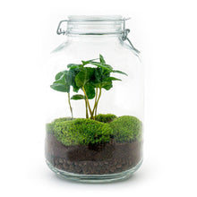 DIY-Terrarium – Topf – Coffea Arabica – ↕ 28 cm – Rechen + Schaufel + Pinzette + Schere