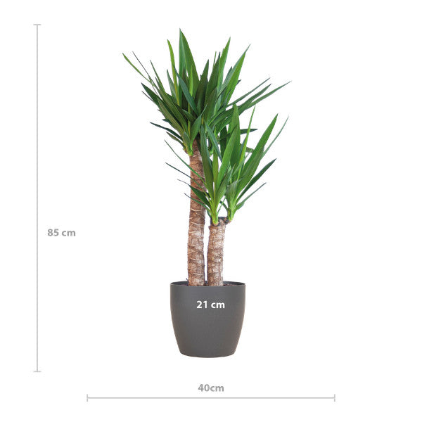 Yucca Elephantipes met zwarte pot - foto 2