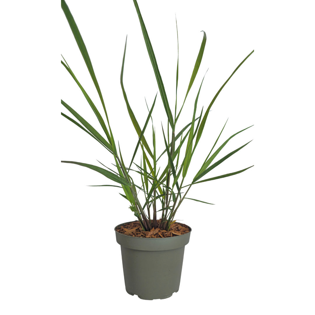 3x Panicum virgatum ‘Rotstrahlbusch’ – Siergras met warme herfstkleuren | Potmaat 12 cm | productafbeelding 4