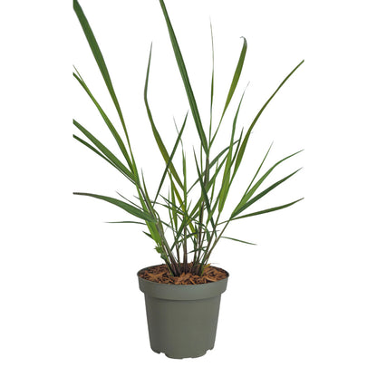 3x Panicum virgatum ‘Rotstrahlbusch’ – Siergras met warme herfstkleuren | Potmaat 12 cm | productafbeelding 4