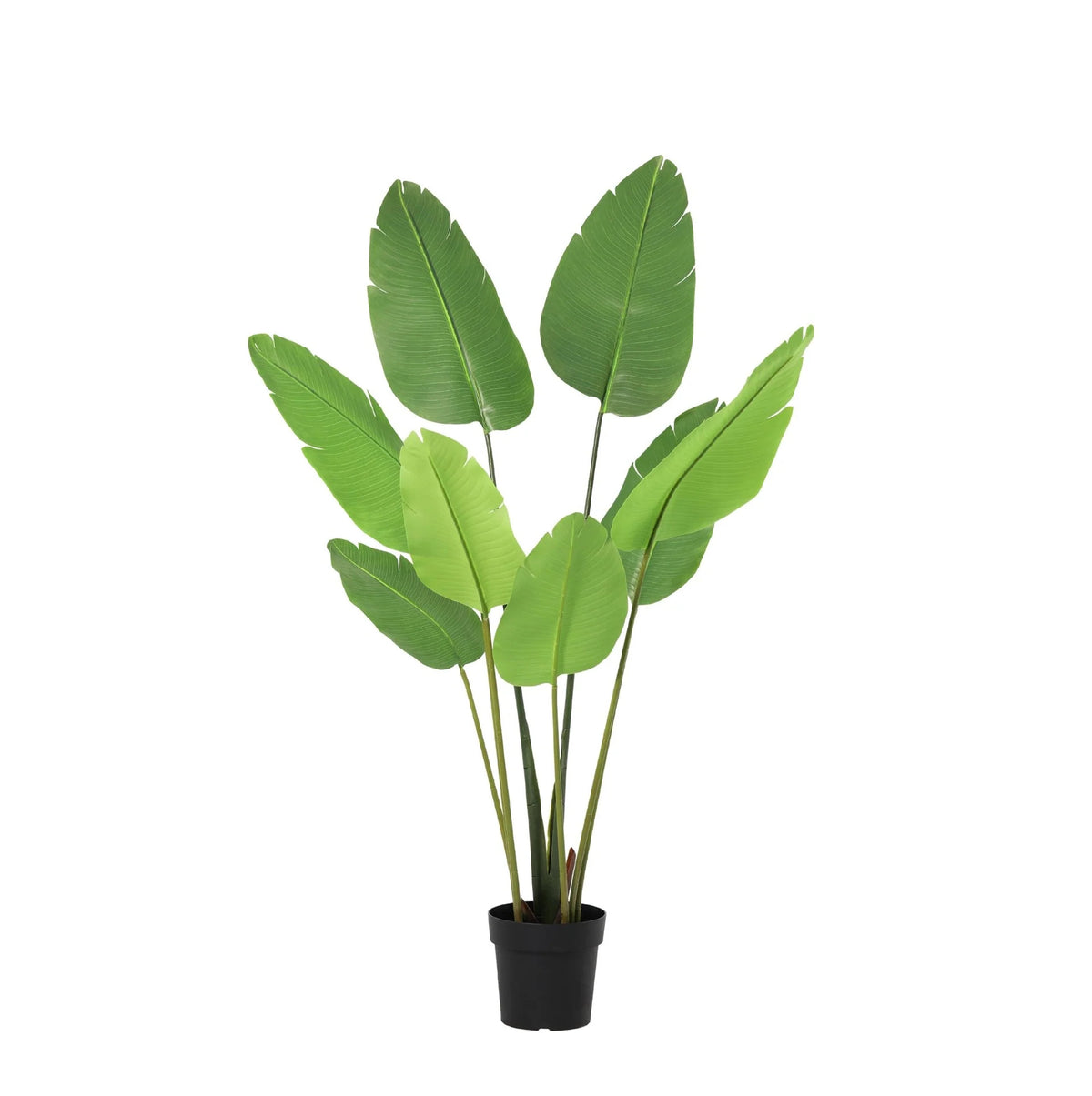ARTIFICIAL Strelitzia Nicolai - 155cm | productafbeelding 6