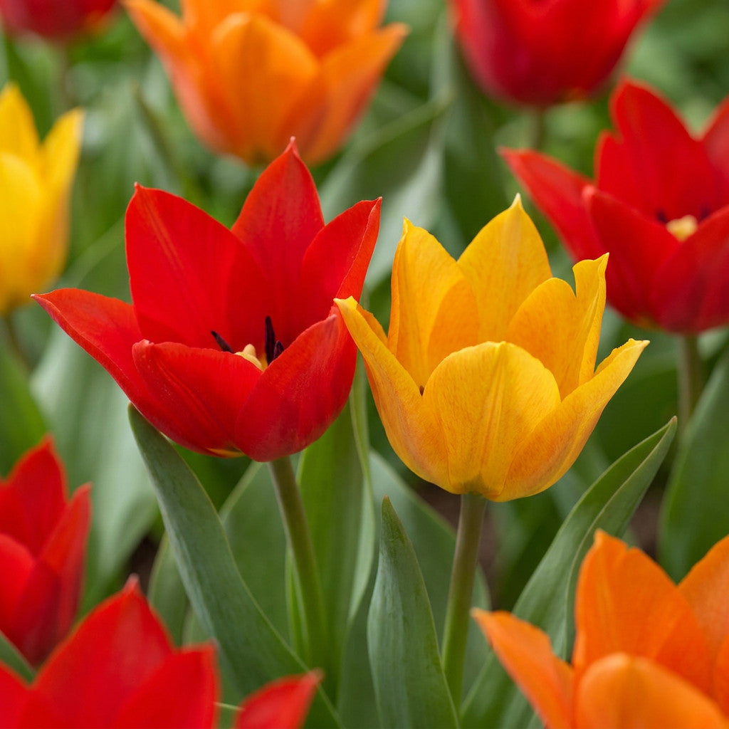 50x Tulipa Praestans Mix - Tulipa Praestans Mix - Diversen - Voorjaarsbloeier - Bolmaat 8/9 | productafbeelding 5