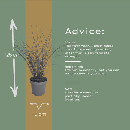 6x Miscanthus sinensis ‘Gracillimus’ – Elegant prachtriet met sierlijk overhangend blad | Potmaat 12 cm | productafbeelding 7