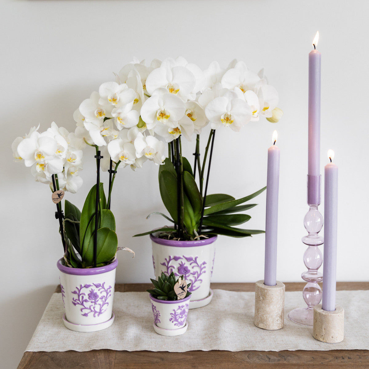 Kolibri Orchids | witte Phalaenopsis orchidee potmaat Ø9cm | Amabilis | bloeiende kamerplant - vers van de kweker |…
