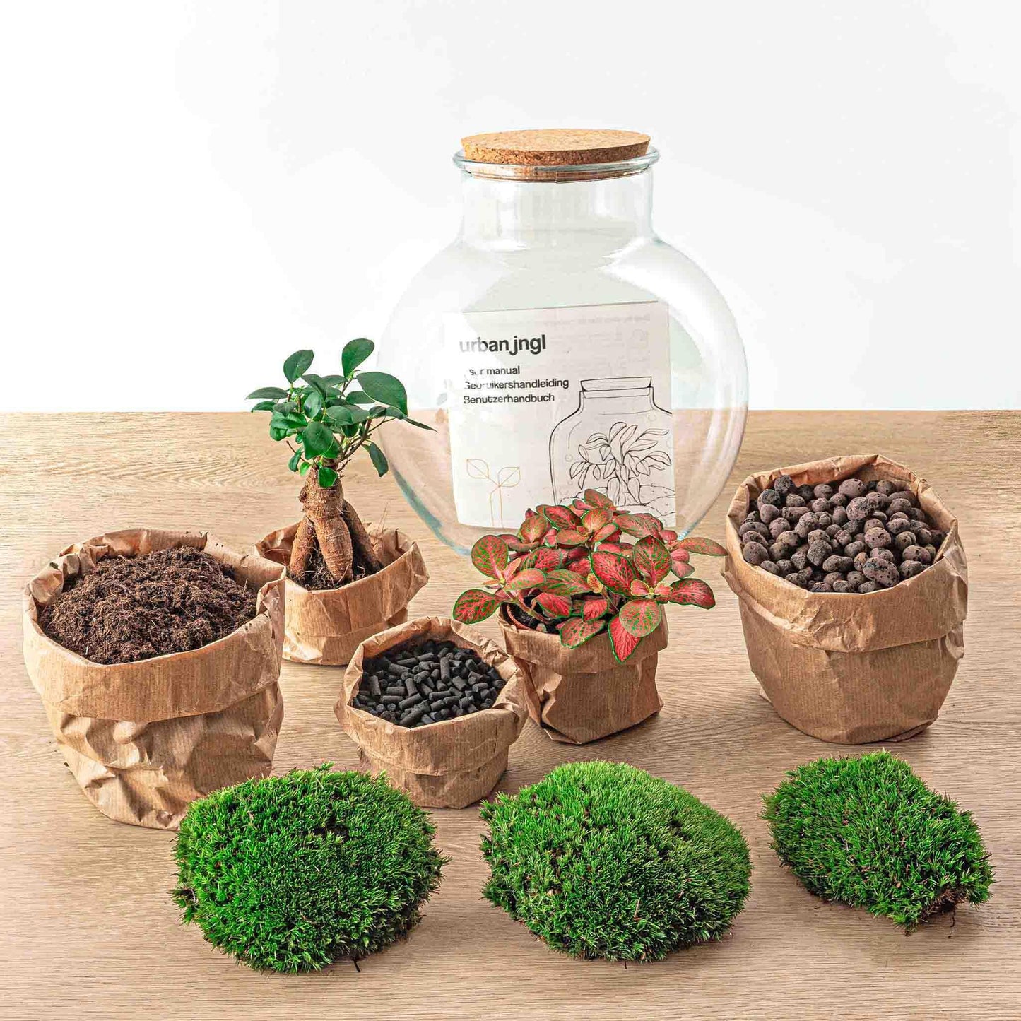 DIY terrarium - Teddy bonsai - ↕ 26.5 cm - Normal