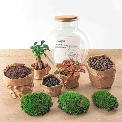 DIY terrarium - Teddy bonsai - ↕ 26.5 cm - Normal