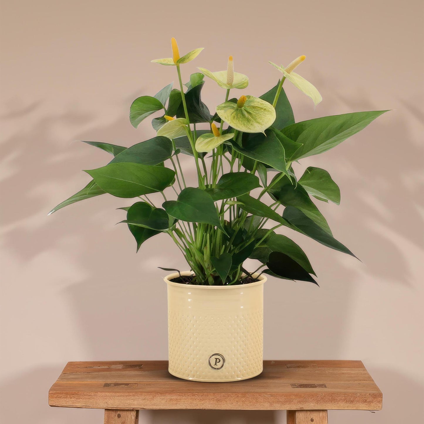 Anthurium andreanum Vanilla incl. PURE zink - 45cm - Ø12