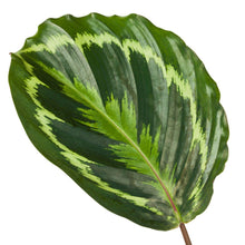 Das Calathea Sophie Medaillon - 80 cm - Ø19 cm