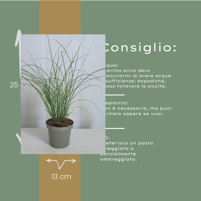 6x Miscanthus sinensis ‘Gracillimus’ – Elegant prachtriet met sierlijk overhangend blad | Potmaat 12 cm |…