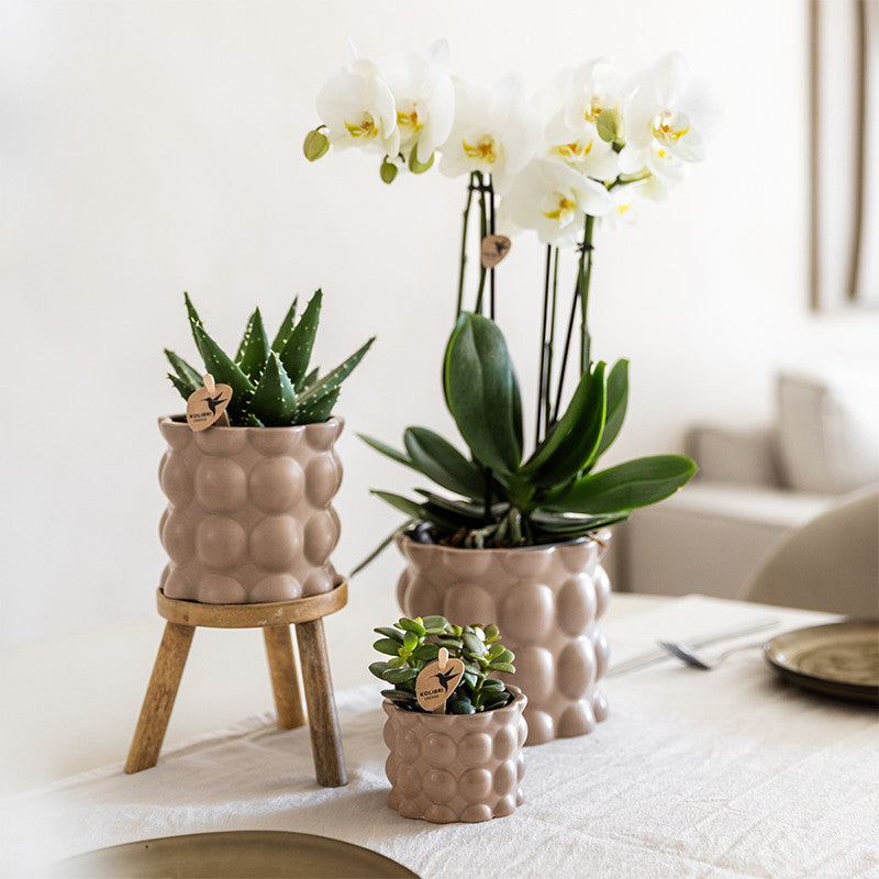 Kolibri Orchids | Plantenset Cotton zand | Groene planten met witte Phalaenopsis orchidee Ghent in keramieken sierpotten…
