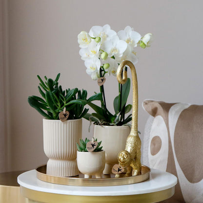 Gift set Luxury Living | Plantenset met Witte Orchidee en Succulenten incl. keramieken sierpotten