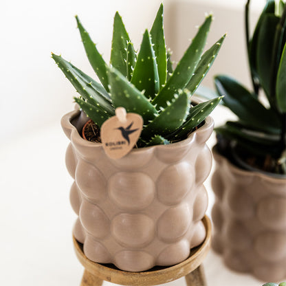 Kolibri Orchids | Plantenset Cotton zand | Groene planten met witte Phalaenopsis orchidee Ghent in keramieken sierpotten…