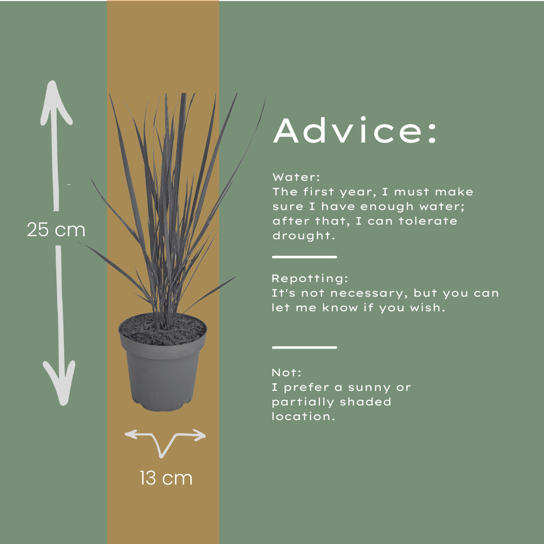 6x Panicum virgatum ‘Northwind’ – Sterk opgaand siergras met strakke groeivorm | Potmaat 12 cm | productafbeelding 6