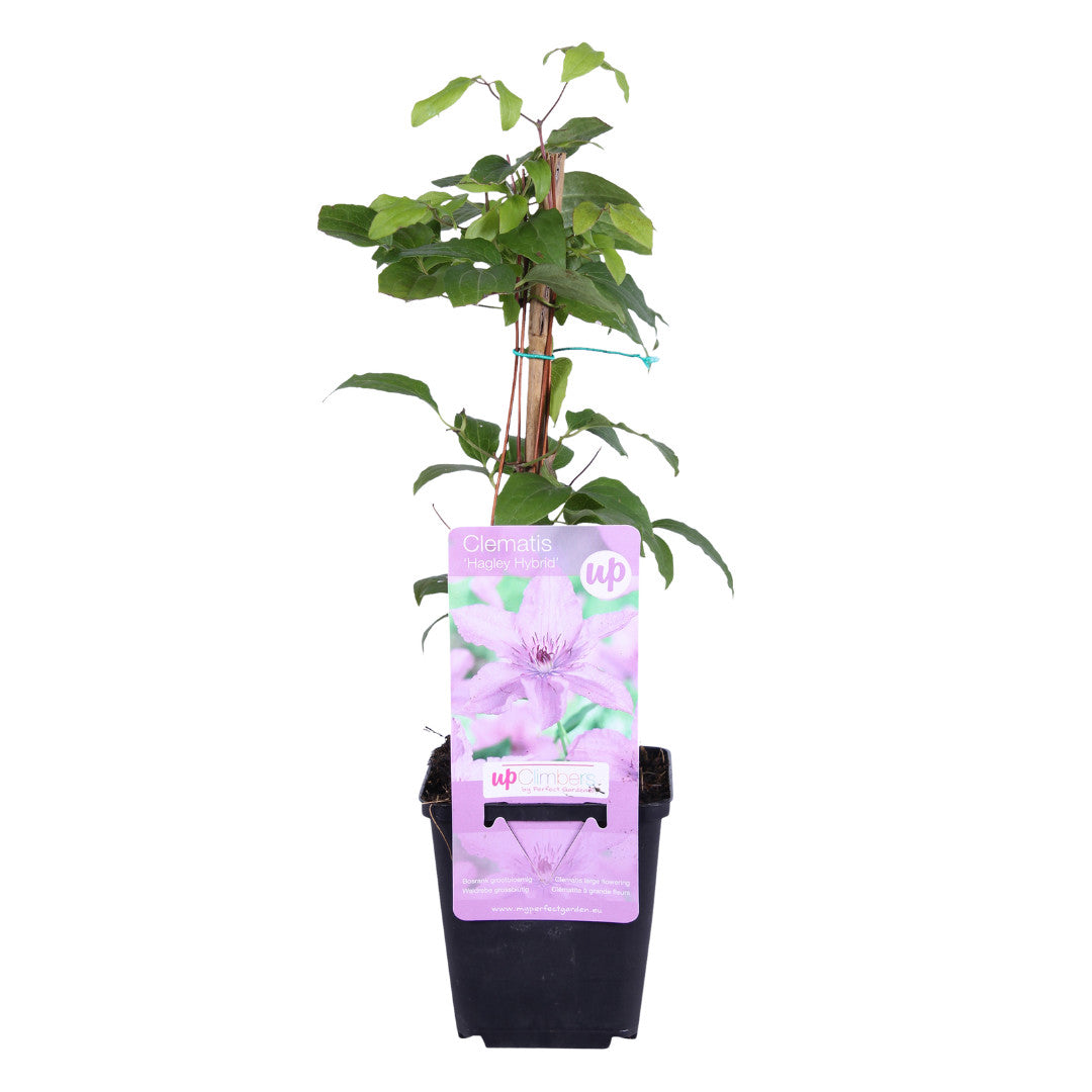 6x Clematis ‘Hagley Hybrid’ – P9 pot – prachtige roze bloeiende klimplant | productafbeelding 2