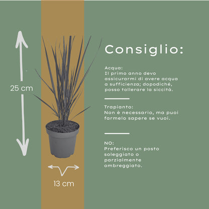 3x Panicum virgatum ‘Northwind’ – Sterk opgaand siergras met strakke groeivorm | Potmaat 12 cm | productafbeelding 8