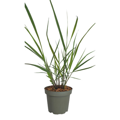 6x Panicum virgatum ‘Rotstrahlbusch’ – Siergras met warme herfstkleuren | Potmaat 12 cm | productafbeelding 4