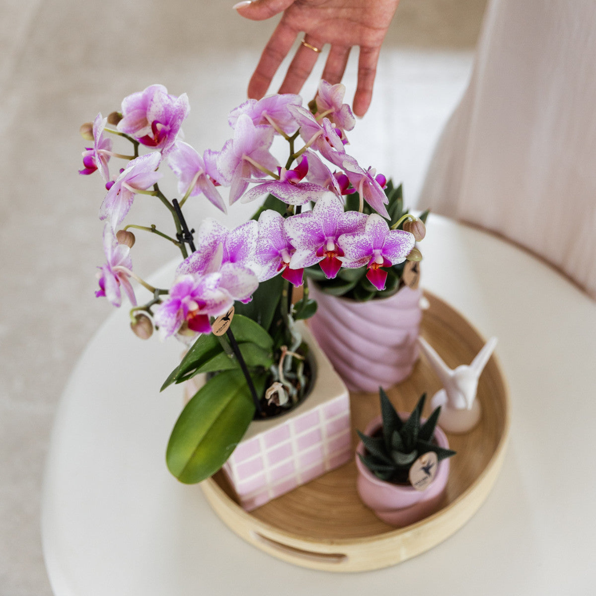 Kolibri Orchids | roze Phalaenopsis orchidee potmaat Ø9cm | Rotterdam | bloeiende kamerplant - vers van de kweker |…