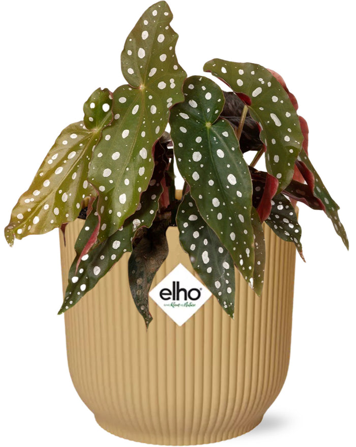 Begonia Maculata + ELHO Vibes Fold 14cm geel