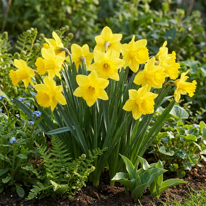 30x Narcissus Carlton - Gele narcis - Geel - Voorjaarsbloeier - Bolmaat 12/14 | productafbeelding 2