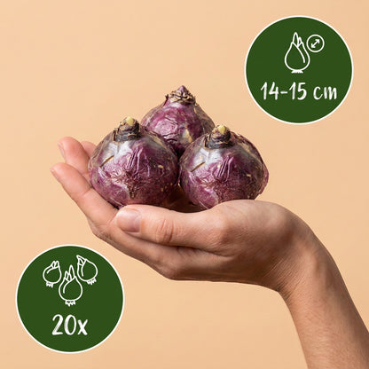 20x Hyacinthus mix - Hyacint mix - Diversen - Voorjaarsbloeier - Bolmaat 14/15 | productafbeelding 7