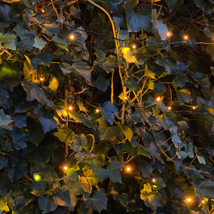 Hedera Hibernica - Klimop - Gestokt - ↨150 - 175 cm | productafbeelding 4
