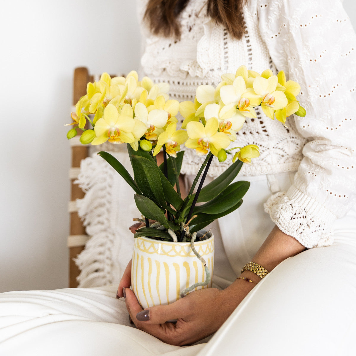 Kolibri Orchids | gele Phalaenopsis orchidee - Albenga - potmaat Ø9cm | bloeiende kamerplant - vers van de kweker |…
