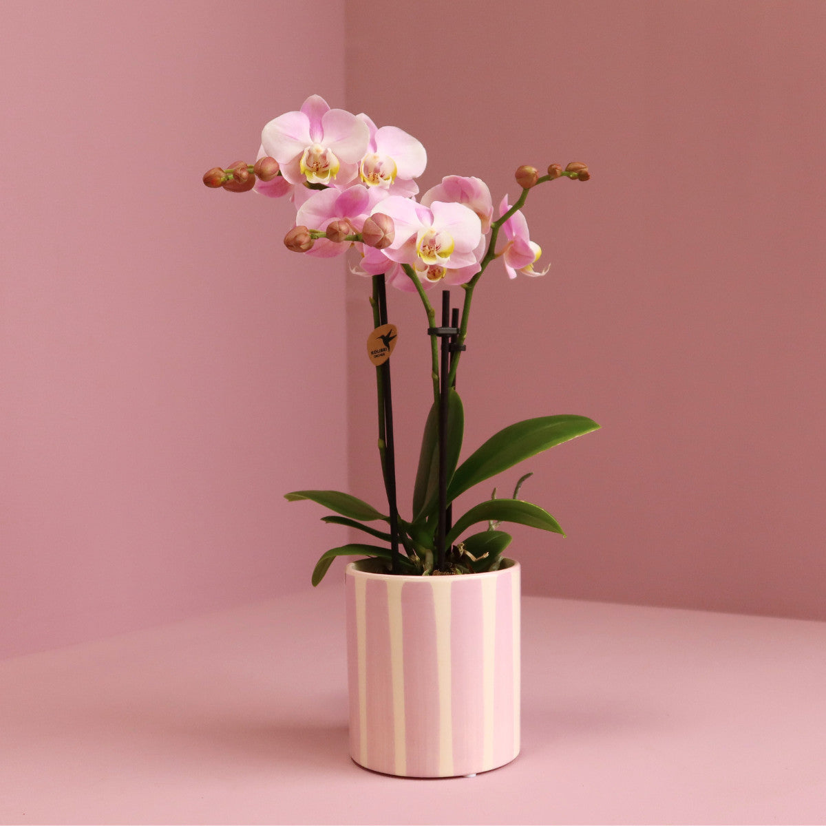 Kolibri Orchids | Roze Phalaenopsis orchidee Portugal + Painted Stripe pot roze - potmaat Ø9cm | bloeiende kamerplant -…