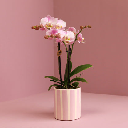 Kolibri Orchids | Roze Phalaenopsis orchidee Portugal + Painted Stripe pot roze - potmaat Ø9cm | bloeiende kamerplant -…