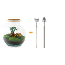 DIY-Terrarium – Teddy-Bonsai – ↕ 26,5 cm – Rechen + Schaufel
