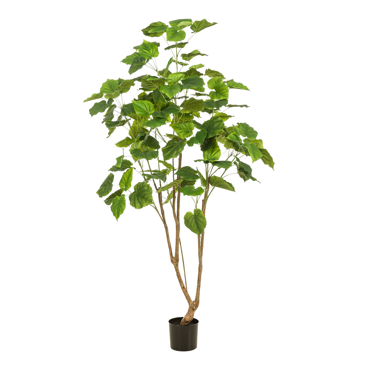 Kunstplant - Ficus umbellate - Afrikaanse vijg - 180cm | productafbeelding 5