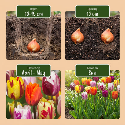 30x Tulipa Flaming Beauty Mix - Tulp Flaming Beauty Mix - Diversen - Voorjaarsbloeier - Bolmaat 11/12 | productafbeelding 8