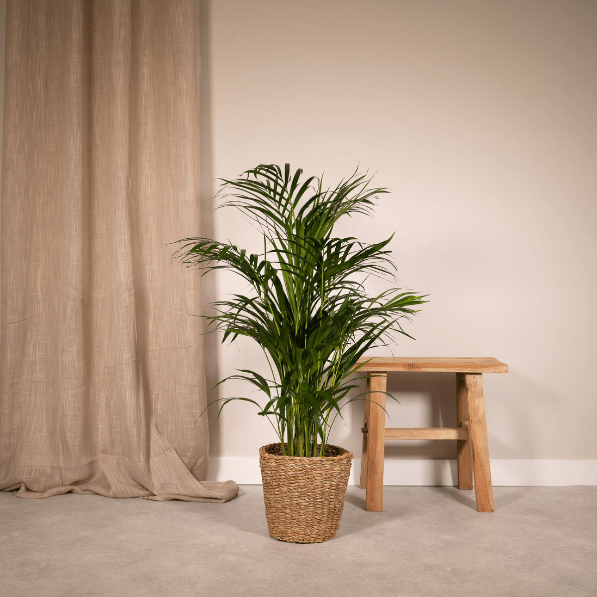 Areca palm - Ø17cm - ↕70cm | productafbeelding 6