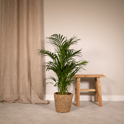 Areca palm - Ø17cm - ↕70cm | productafbeelding 6