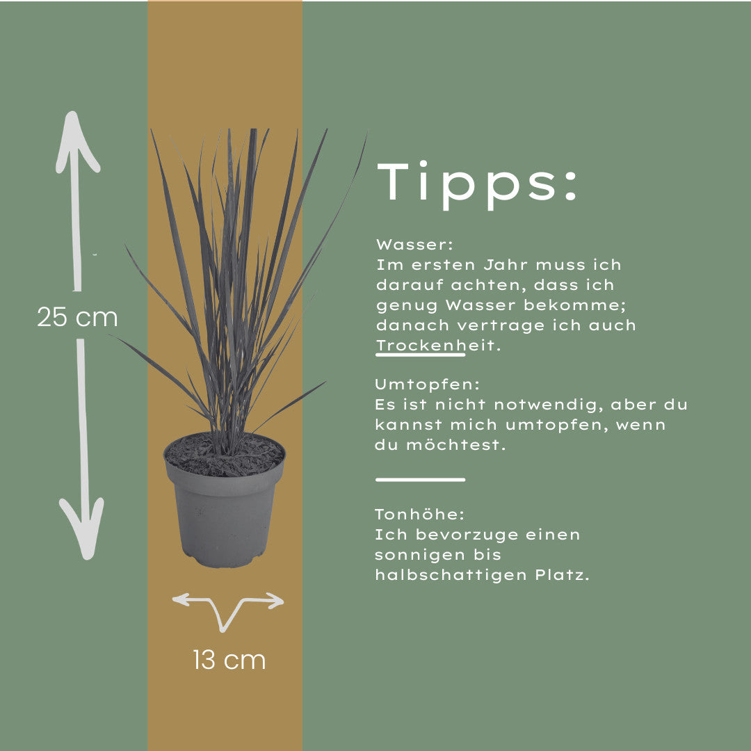3x Panicum virgatum ‘Northwind’ – Sterk opgaand siergras met strakke groeivorm | Potmaat 12 cm | productafbeelding 5