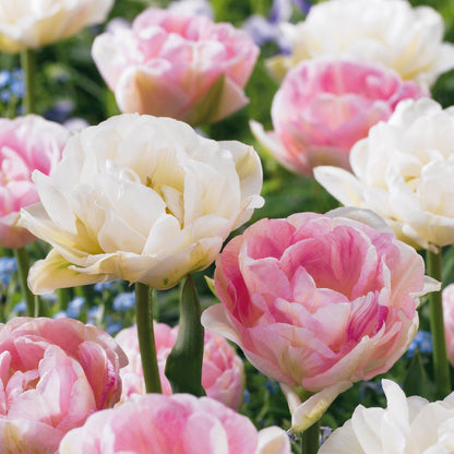 24x Tulipa Double Sensation - Gevulde tulp - Diversen - Voorjaarsbloeier - Bolmaat 11/12 | productafbeelding 5