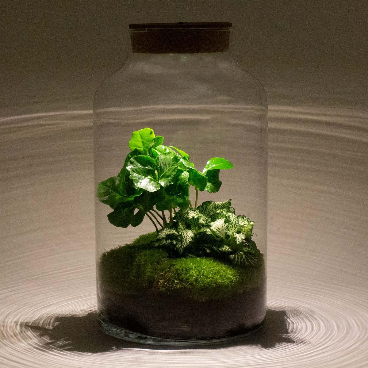 DIY-Terrarium – Milchkaffee mit Lampe – ↕ 31 cm – Rechen + Schaufel