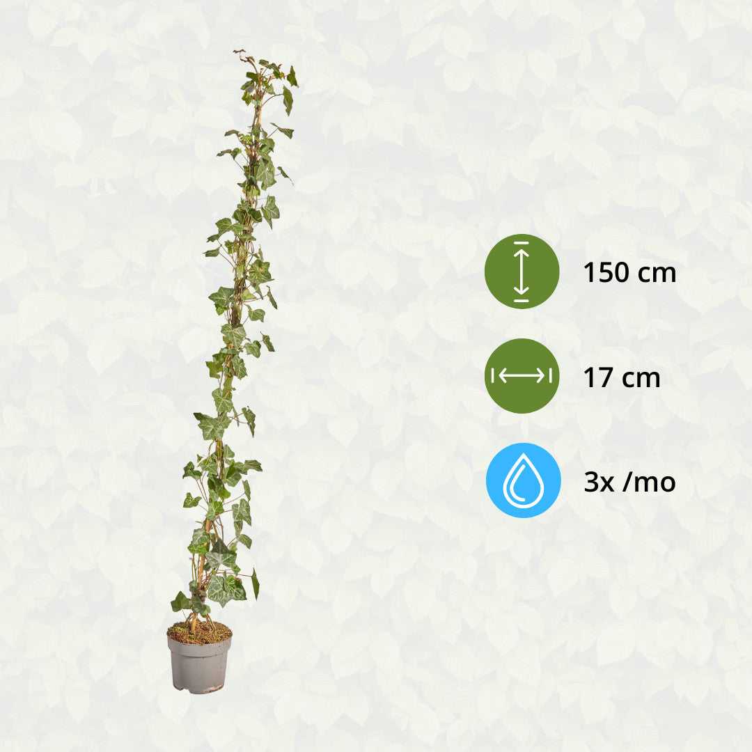 Hedera Hibernica - Klimop - Gestokt - ↨125 - 150 cm | productafbeelding 7