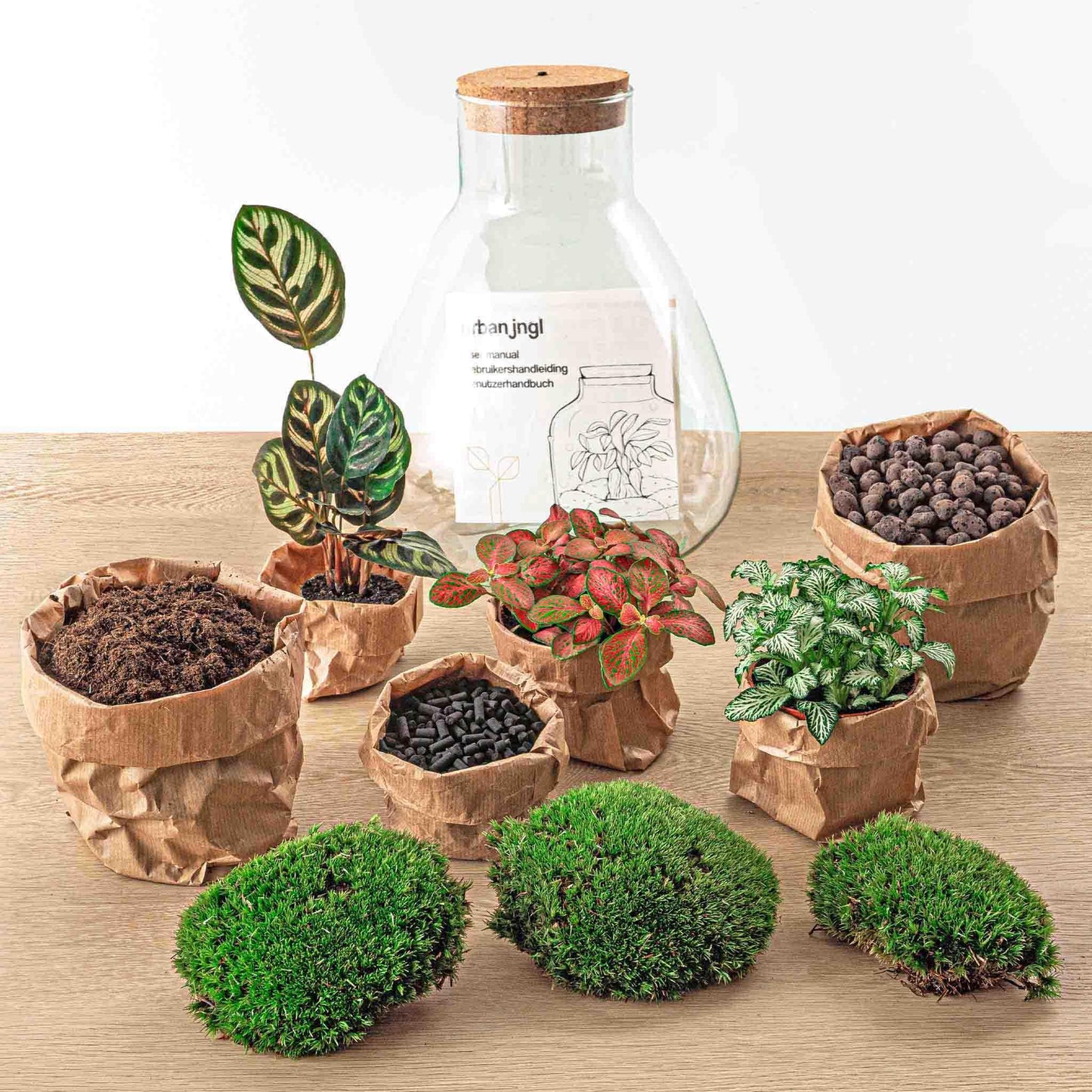 DIY-Terrarium – Sam Calathea mit Licht – ↕ 30 cm – Rechen + Schaufel + Pinzette