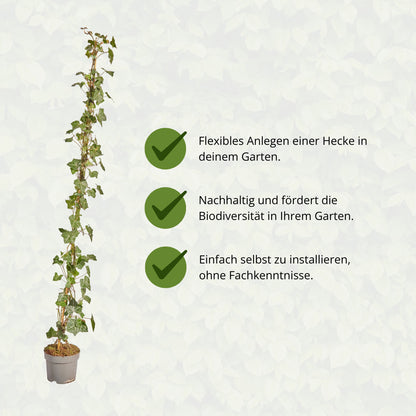 Hedera Hibernica - Klimop - Gestokt - ↨125 - 150 cm | productafbeelding 10