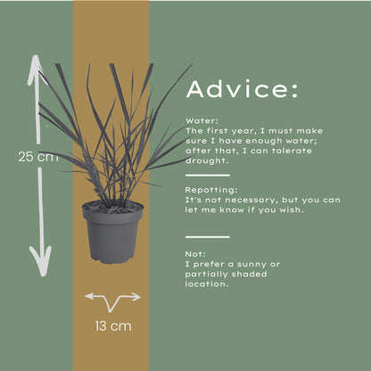 6x Panicum virgatum ‘Rotstrahlbusch’ – Siergras met warme herfstkleuren | Potmaat 12 cm | productafbeelding 7