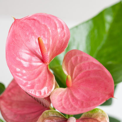 Anthurium Pink explosion met Lissabon mand wit - 55cm - Ø17