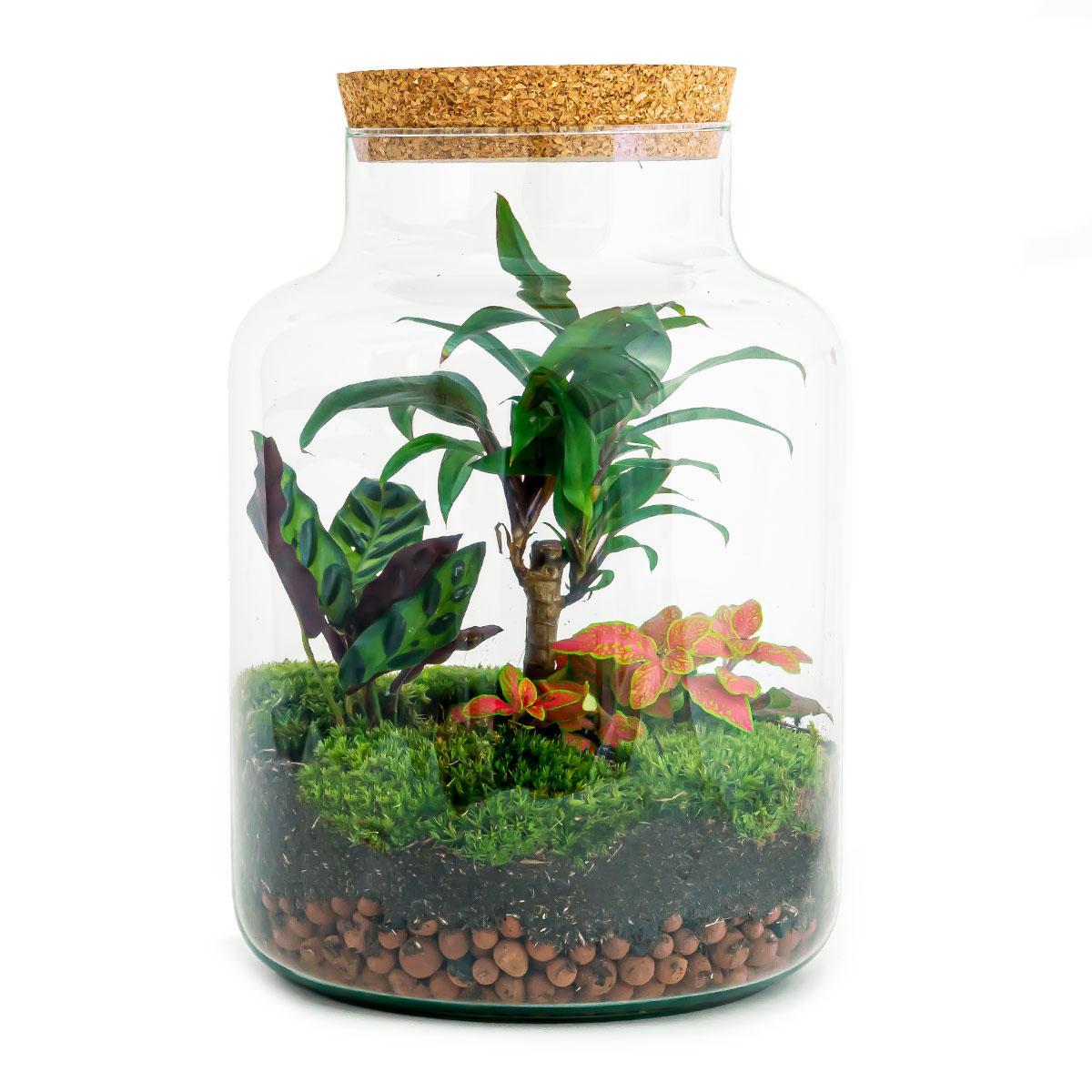 DIY-Terrarium – Milchpalme – ↕ 30 cm