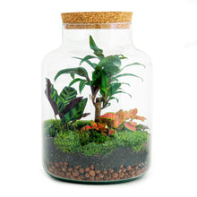 DIY-Terrarium – Milchpalme – ↕ 30 cm