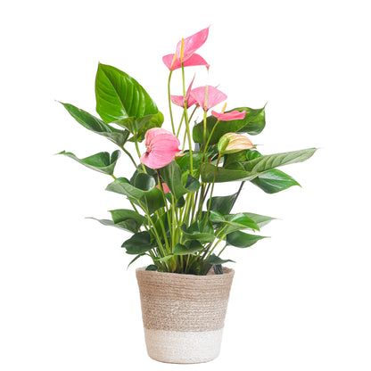 Anthurium Pink explosion met Lissabon mand wit - 55cm - Ø17