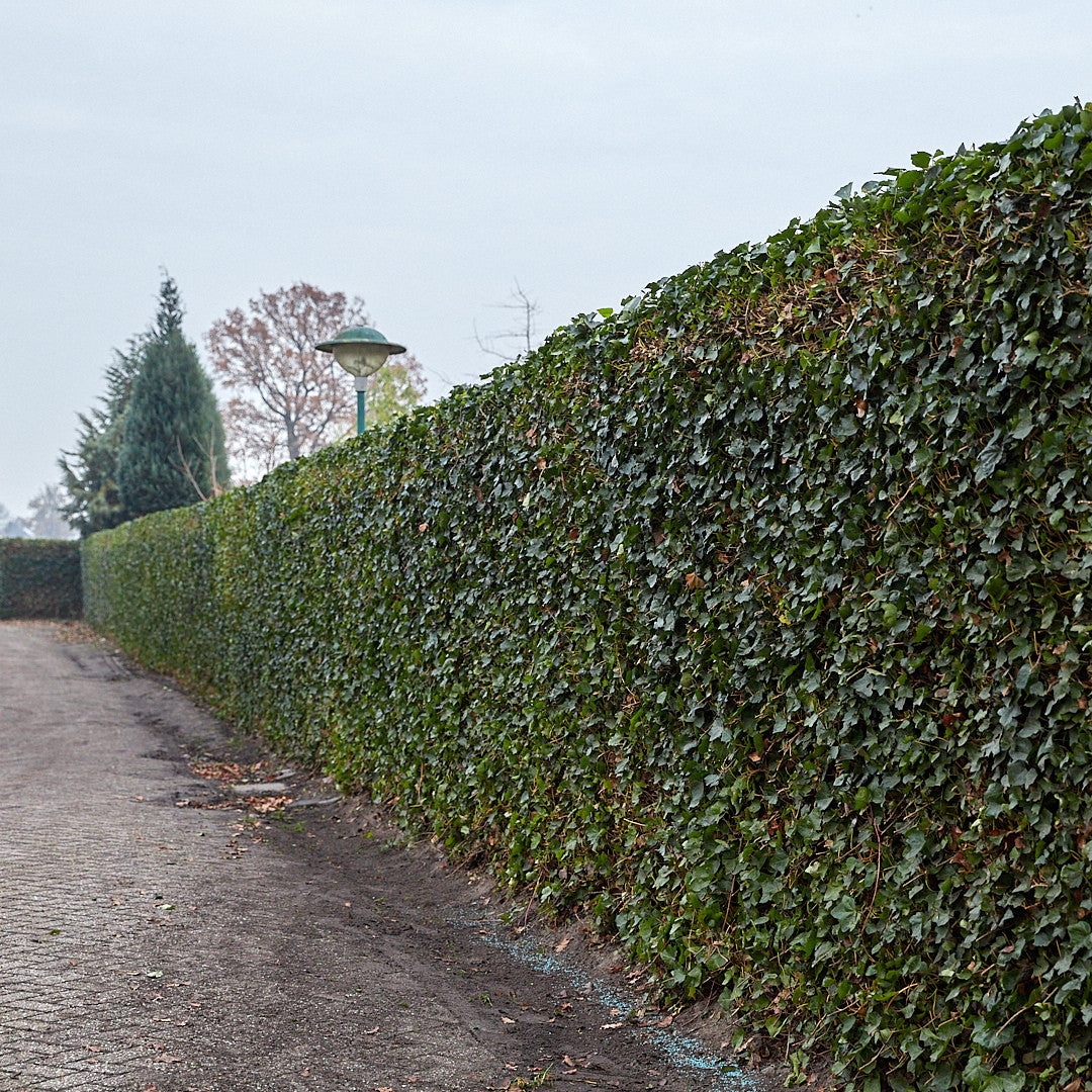 Hedera Hibernica - Klimop - Gestokt - ↨150 - 175 cm | productafbeelding 2