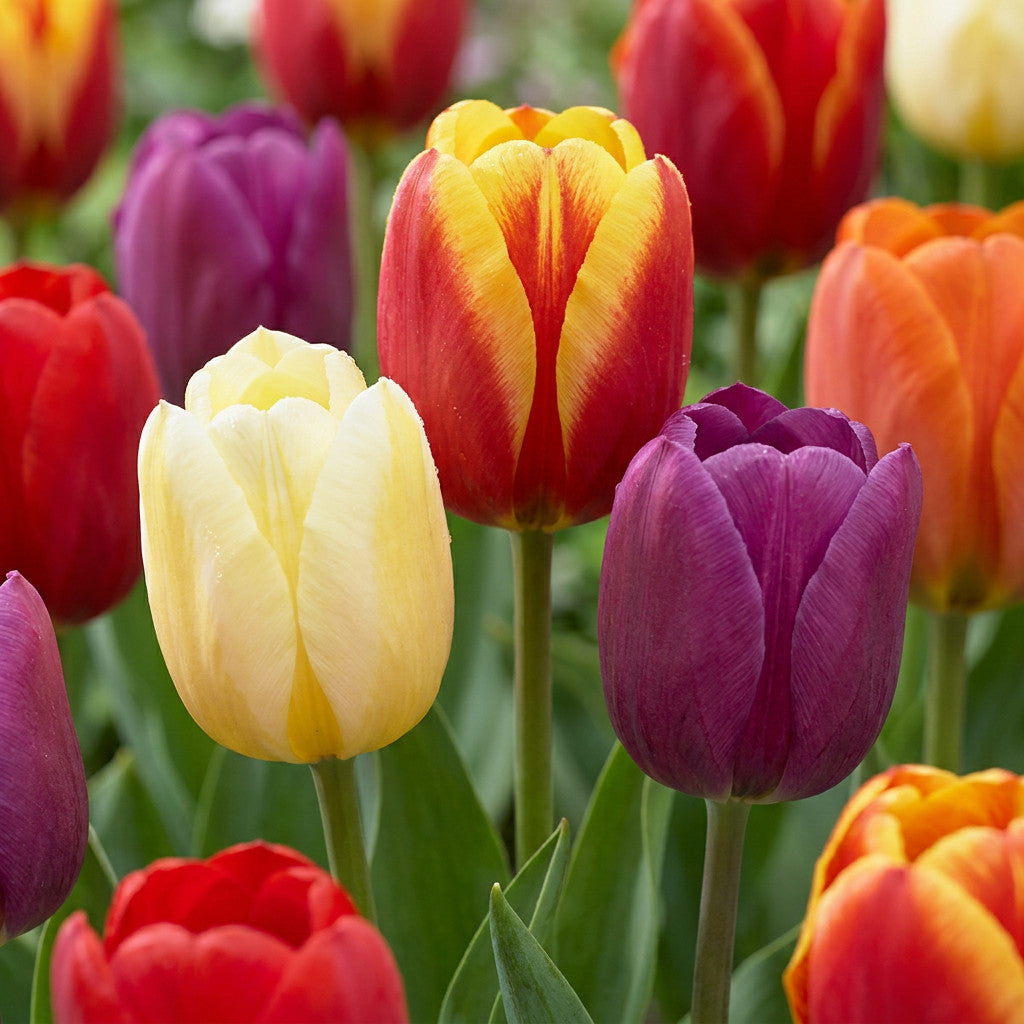 30x Tulipa Triumph Mix - Triomftulp mix - Diversen - Voorjaarsbloeier - Bolmaat 11/12 | productafbeelding 5